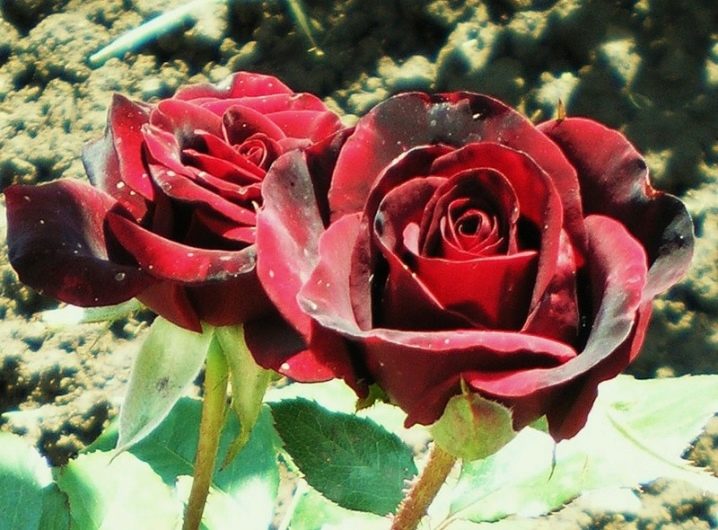 Лучшие сорта черных роз: посадка и уход