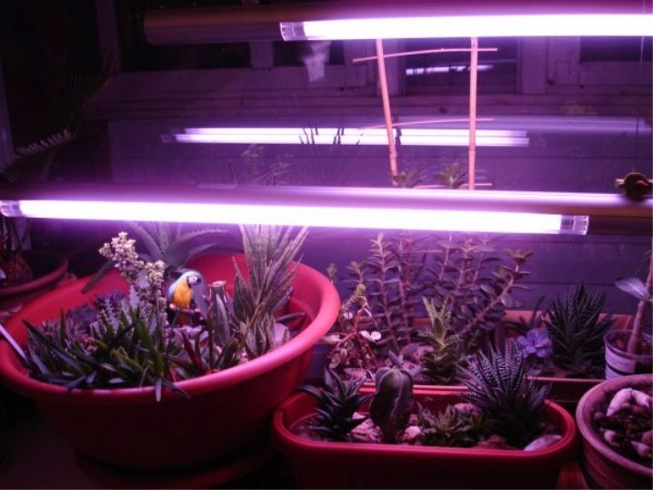 Фитолампа светодиодная для растений на подоконнике отзывы