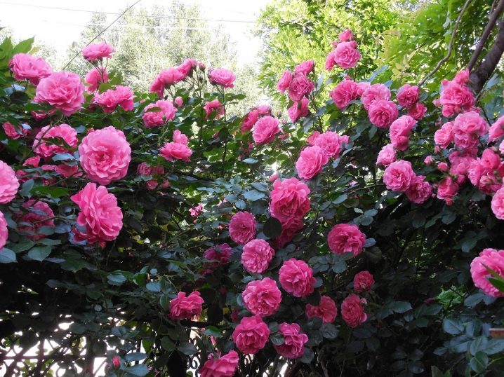 Парковые Розы Сорта Фото С Названиями