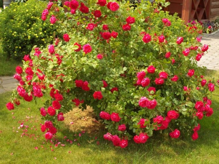 Парковые Розы Сорта Фото