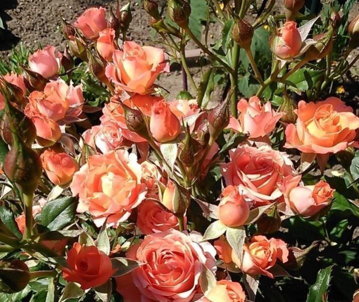 Роза спрей глориус фото и описание