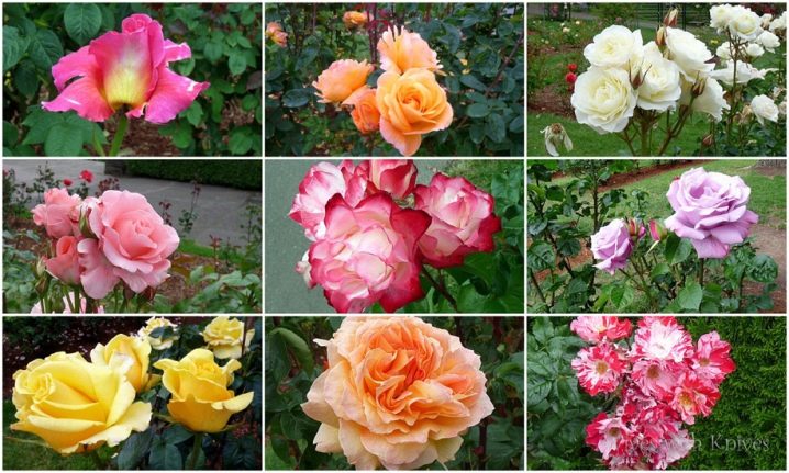 Роза без шипов 40 фото обзор сортов с названиями Описания растения Лакорн а также кустовых красных и розовых бесшипных роз