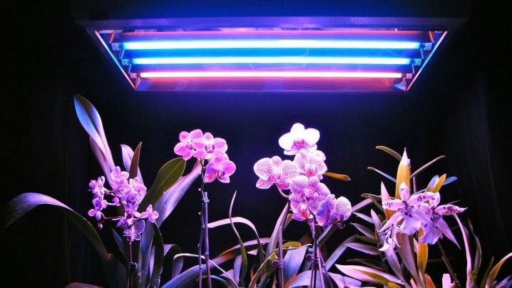 Польза светодиодных ламп для цветов