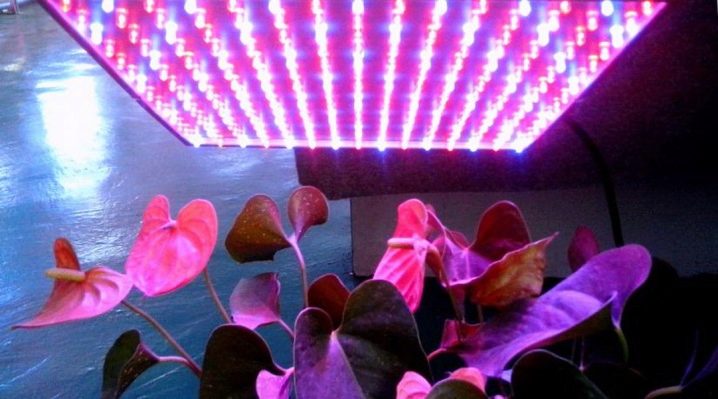 Польза ультрафиолетовой лампы для растений