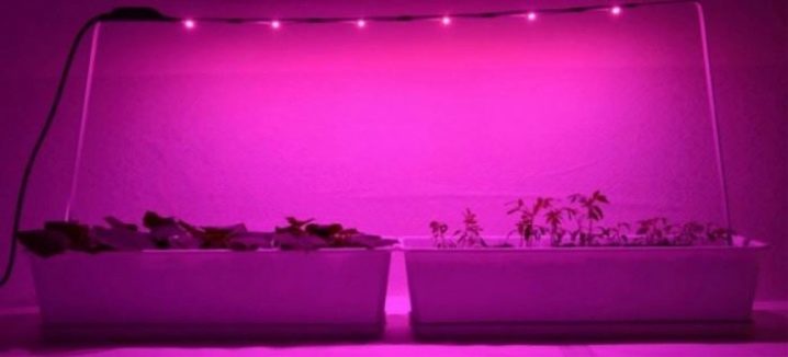 Польза ультрафиолетовой лампы для растений