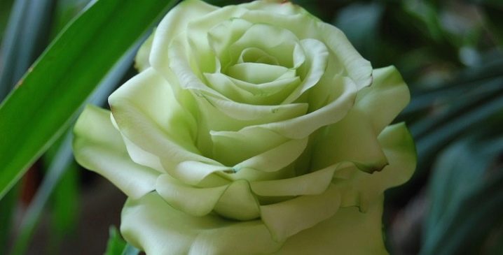 Зеленая Роза Фото Название