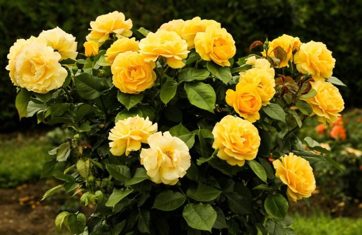 Лучшие сорта желтых роз: посадка и уход