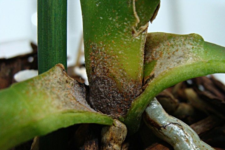 Как вылечит орхидею от налета