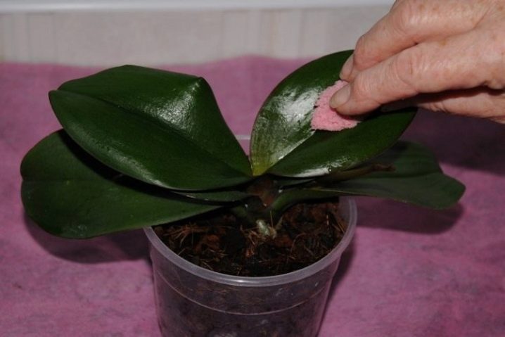 Как вылечить орхидею от белого налета