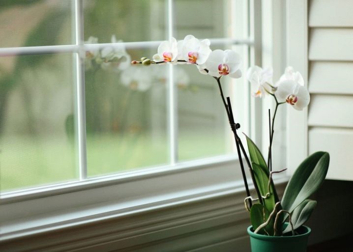Как вылечит орхидею от налета