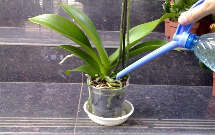 Как вылечить засохшую орхидею