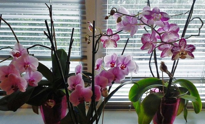 Орхидея сохнет как вылечить