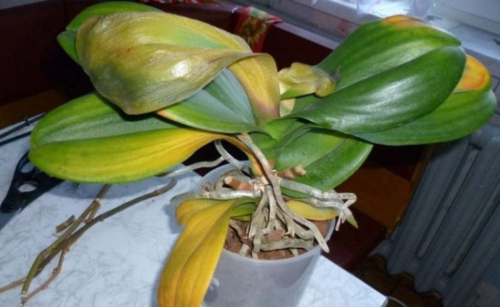 Как вылечить засыхающую орхидею