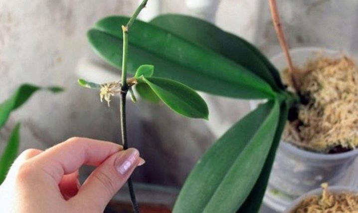 Купить Детку Орхидеи В Интернет Магазине