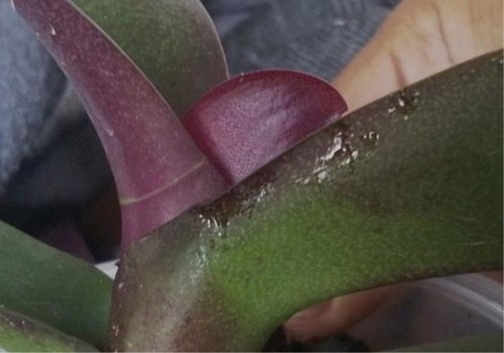 Как вылечить орхидею от белой тли