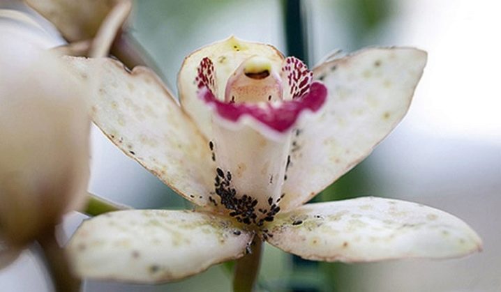 Как вылечить орхидею от тли