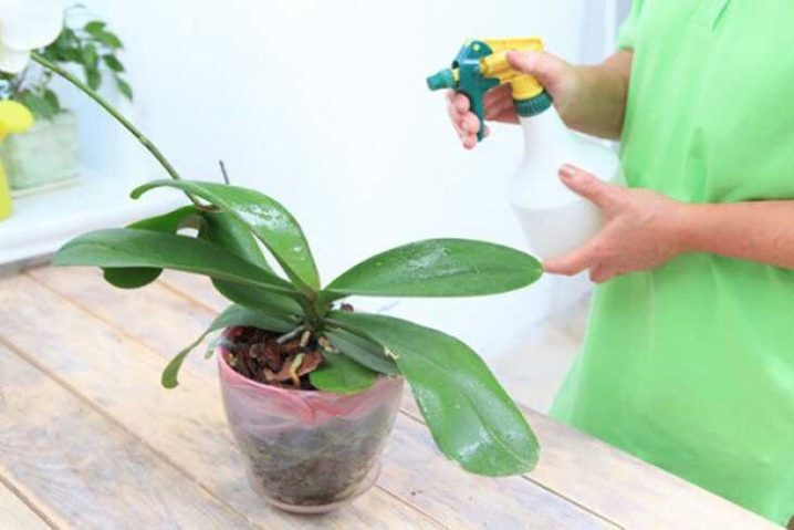 Как вылечить орхидею от тли