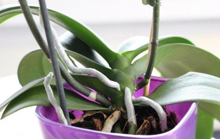 Как вылечить орхидею от мучнистого червца