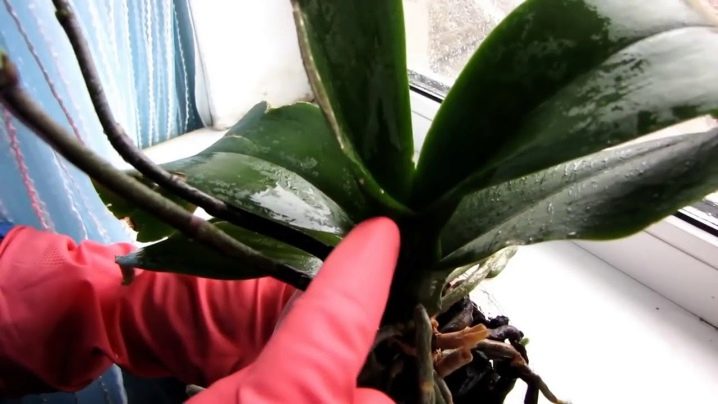 Мучнистый червец на орхидее как вылечить thumbnail