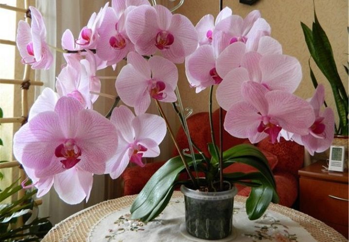 Как вылечить орхидею если сгнили корни