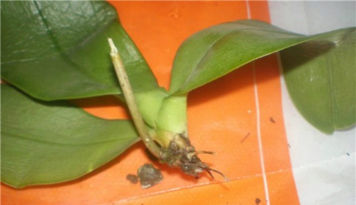 Как вырастить корни у орхидеи если они сгнили