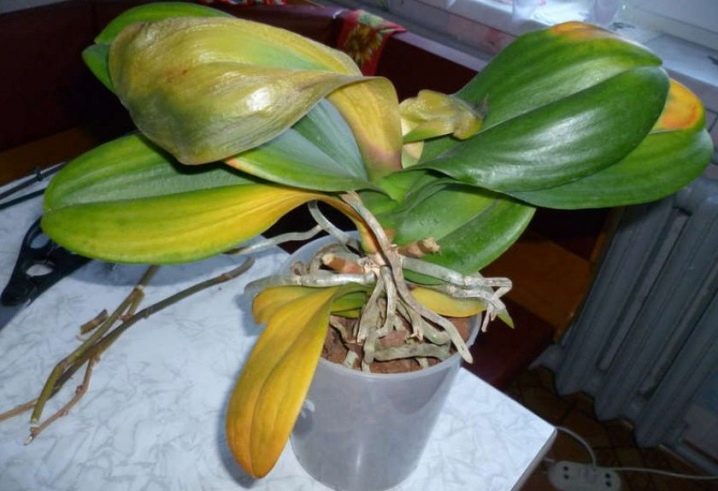 Как вылечить орхидею сгнили корни