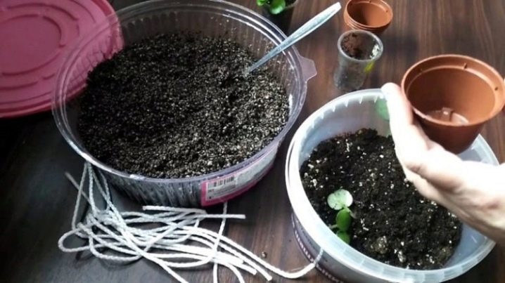 Как выращивать фиалки в домашних условиях семенами?