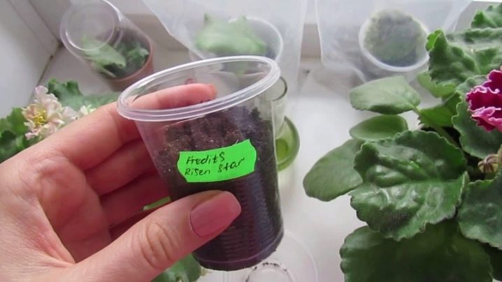 Как выращивать фиалки в домашних условиях семенами?