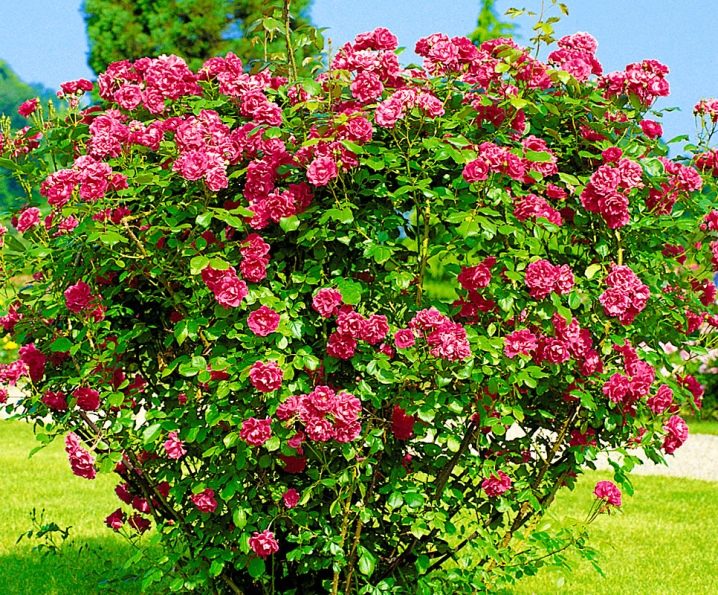 Лучшие сорта розы ругозы: посадка и уход