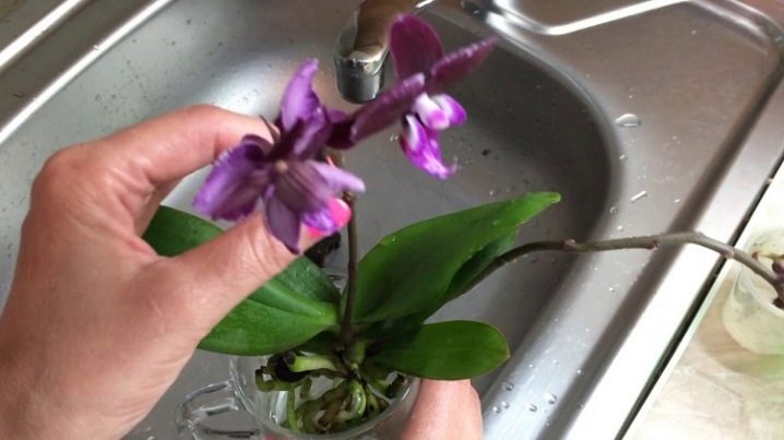 Как выращивать орхидеи в домашних условиях в воде?