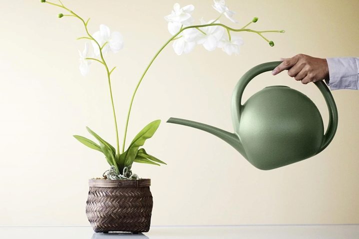 Орхидея фаленопсис - особенности выращивания.