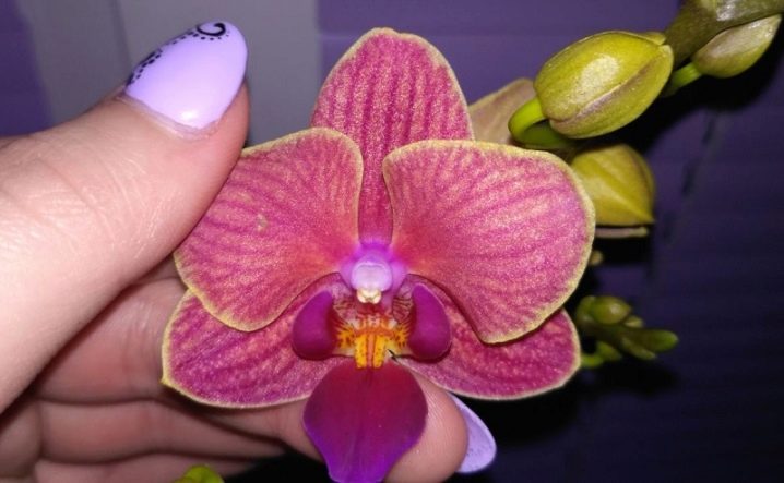 Мультифлора орхидея что это такое фото