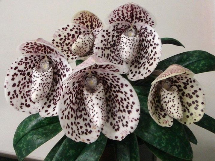Сорта Орхидей С Фото