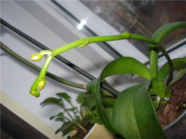 Температура для орхидей в помещении зимой