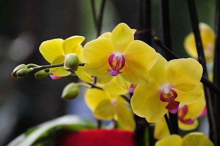 Какие Бывают Орхидеи Комнатные Фото
