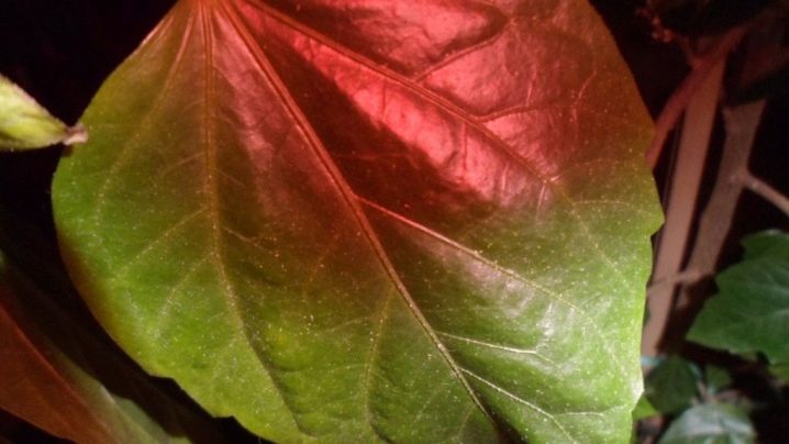 чем можно протирать листья спатифиллума