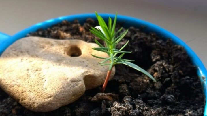 Как выращивать деревья бонсай из семян в домашних условиях?