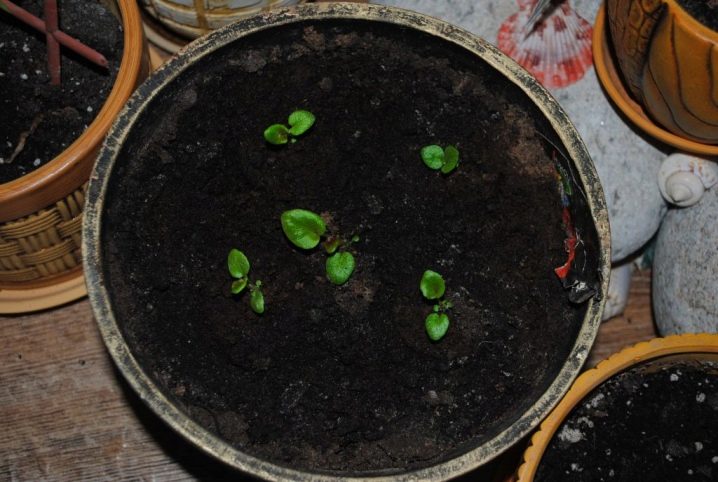 Как выращивать бегонию из семян в домашних условиях?