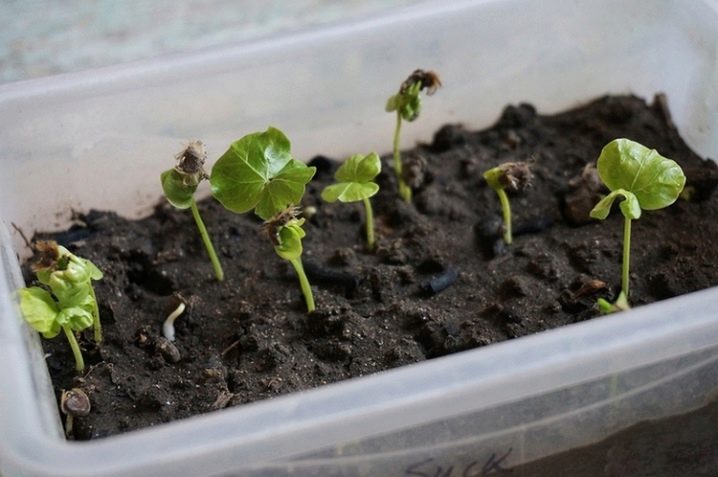 Как вырастить гибискус из семени