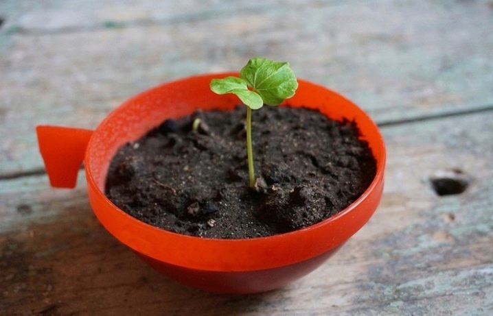 Как вырастить гибискус из семени