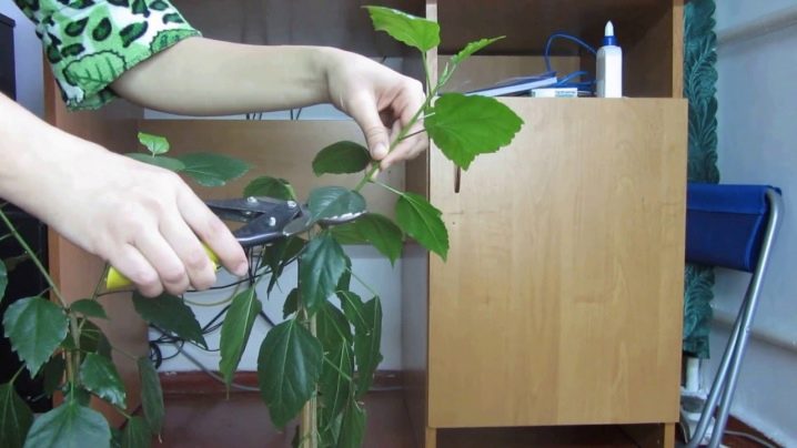 Как вырастить гибискус из семян в домашних условиях фото