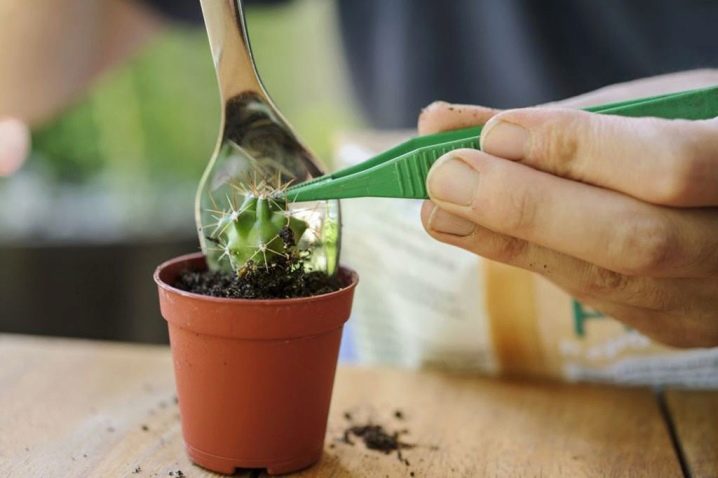 Как выращивать кактус из семян в домашних условиях?