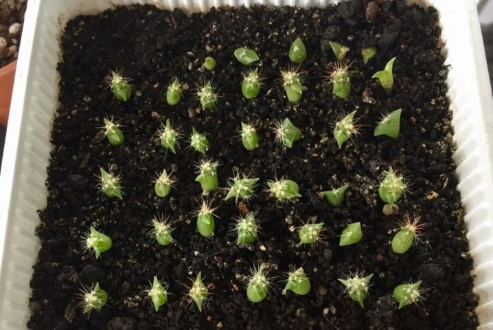 Посев семян кактусов - как и когда сеять пересадка уход видео