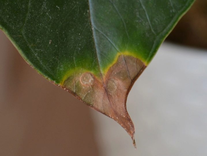 Антуриум болезни листьев фото как лечить листья липкие