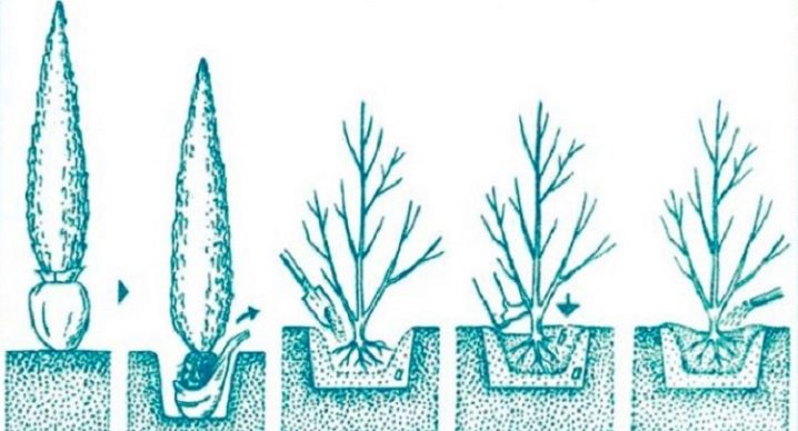Можно ли выращивать кипарисовик в открытом грунте?