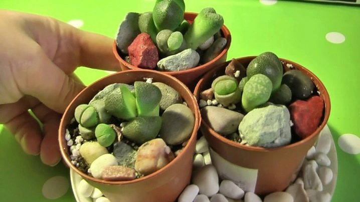 Как выращивать живые камни в домашних условиях?