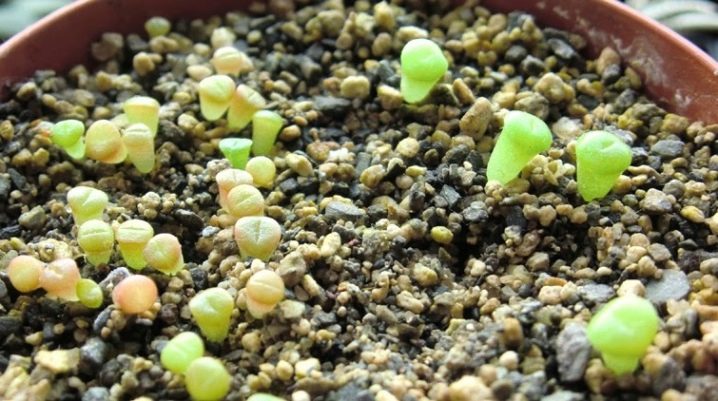 Как вырастить литопсы из семян в домашних условиях из китая