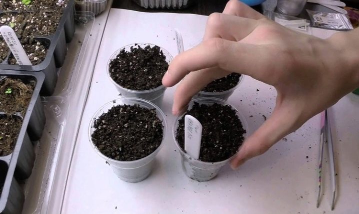 Как вырастить литопсы из семян в домашних условиях из китая
