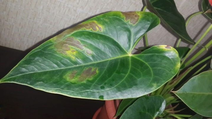 Антуриум уход болезни коричневые пятна на листьях