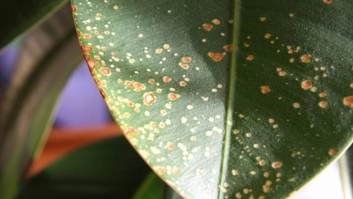 Фикус каучуконосный болезни листьев как лечить